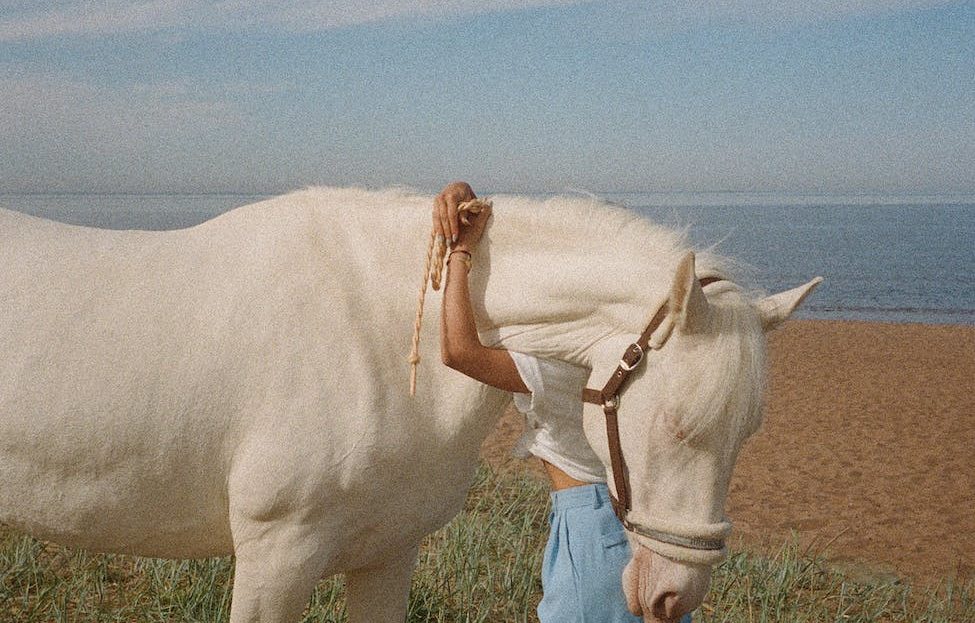 white horse on green grass field