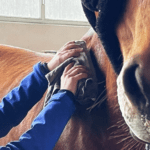 Massage am Pferd – Wie mache ich es richtig?